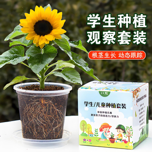 向日葵种子儿童种植小盆栽四季凤仙花种籽小学生观察植物种子套装