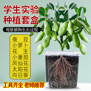 蚕豆种子套装学生种植小盆栽花生豌豆萝卜凤仙花种籽实验植物种子