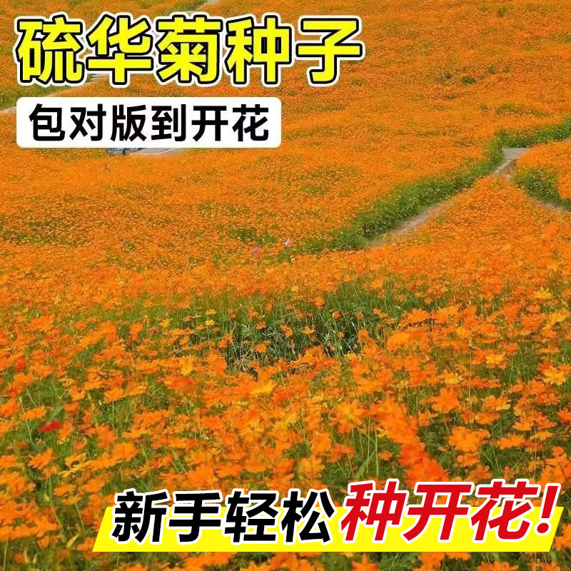 硫华菊花种籽子格桑花种籽黄秋英硫华菊花籽四季播种易活花卉种孑