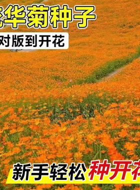 硫华菊花种籽子格桑花种籽黄秋英硫华菊花籽四季播种易活花卉种孑