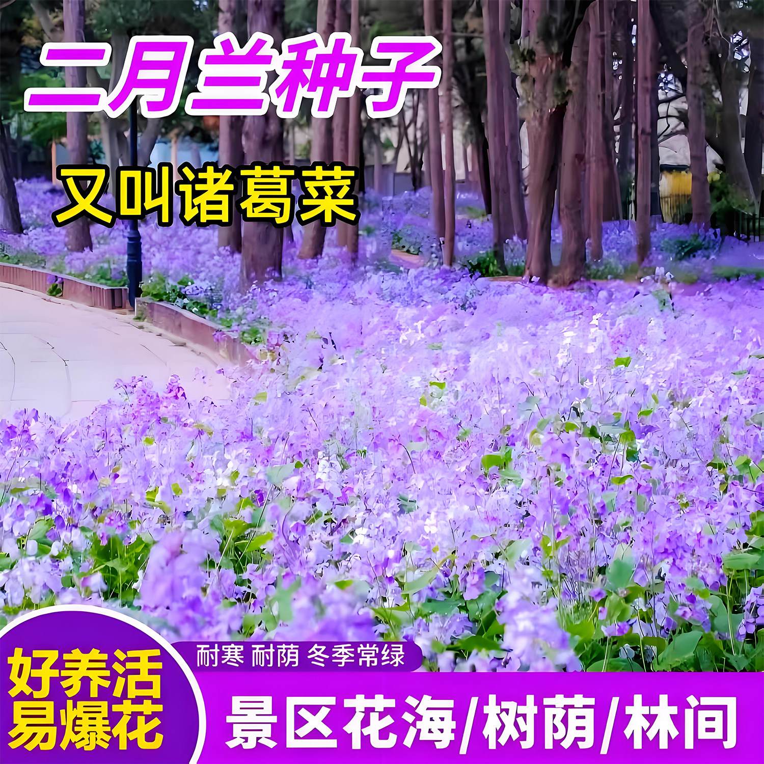 二月壮花种子耐阴耐寒花籽