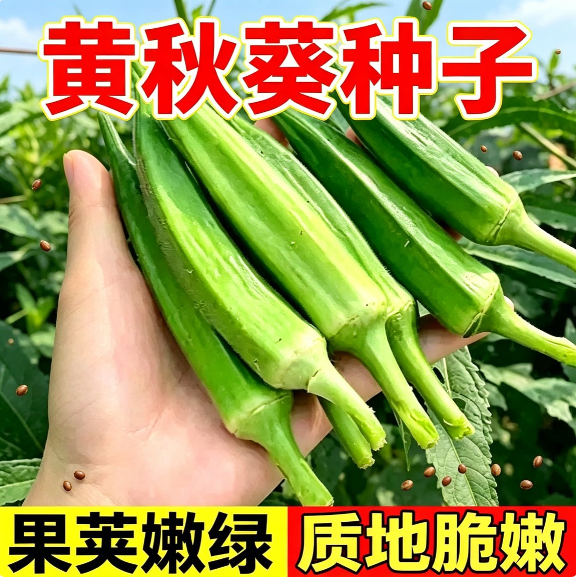 黄秋葵种籽 种植简单新采菜籽庭院露地栽培 阳台盆栽秋葵蔬菜种子