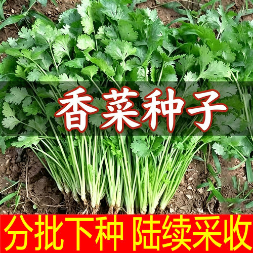 香菜种子四季易种耐热耐抽苔阳台水果蔬菜种子水果农家大叶香菜