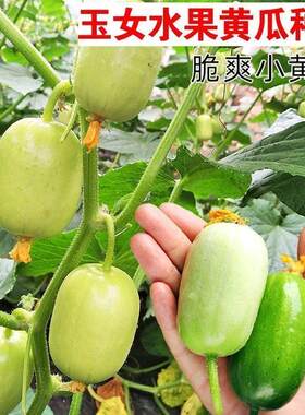 玉女水果黄瓜种子迷你小