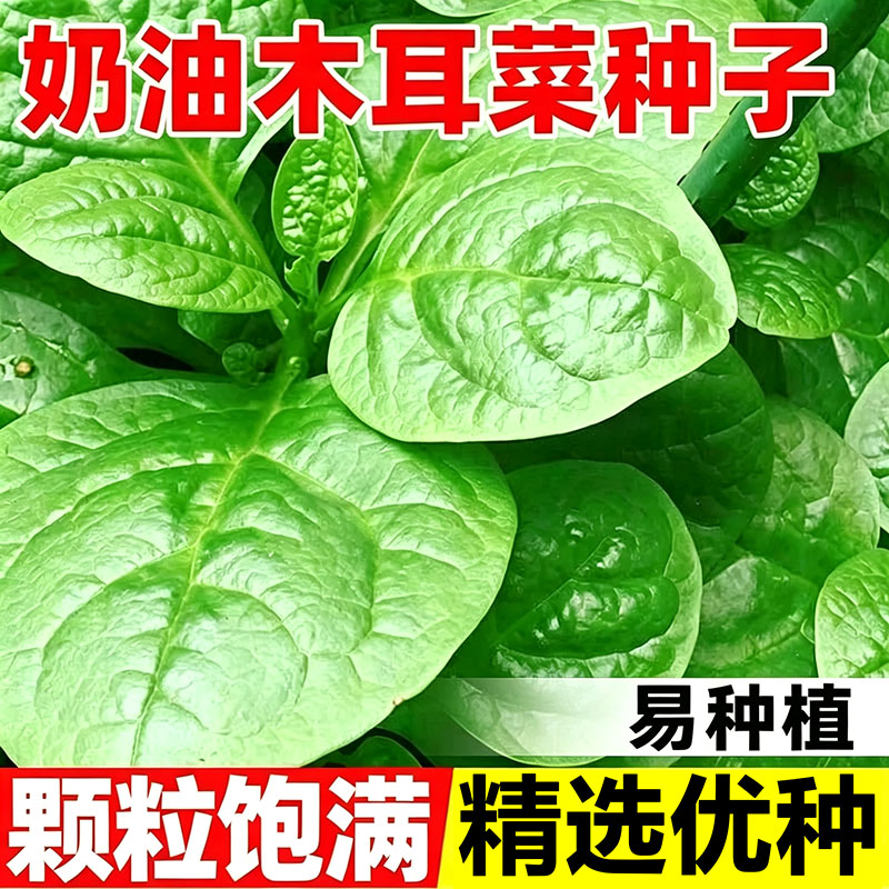 大叶木耳菜种籽落葵豆腐菜种子春秋四季阳台盆栽蔬菜种孑