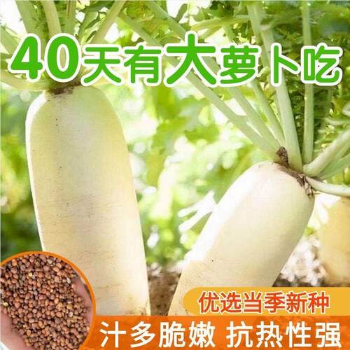耐高温40度夏季耐热白玉
