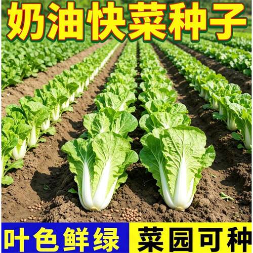 奶油快菜菜籽叶片舒展油