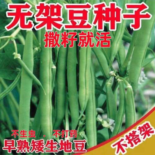 无架豆种子不搭架长豇籽