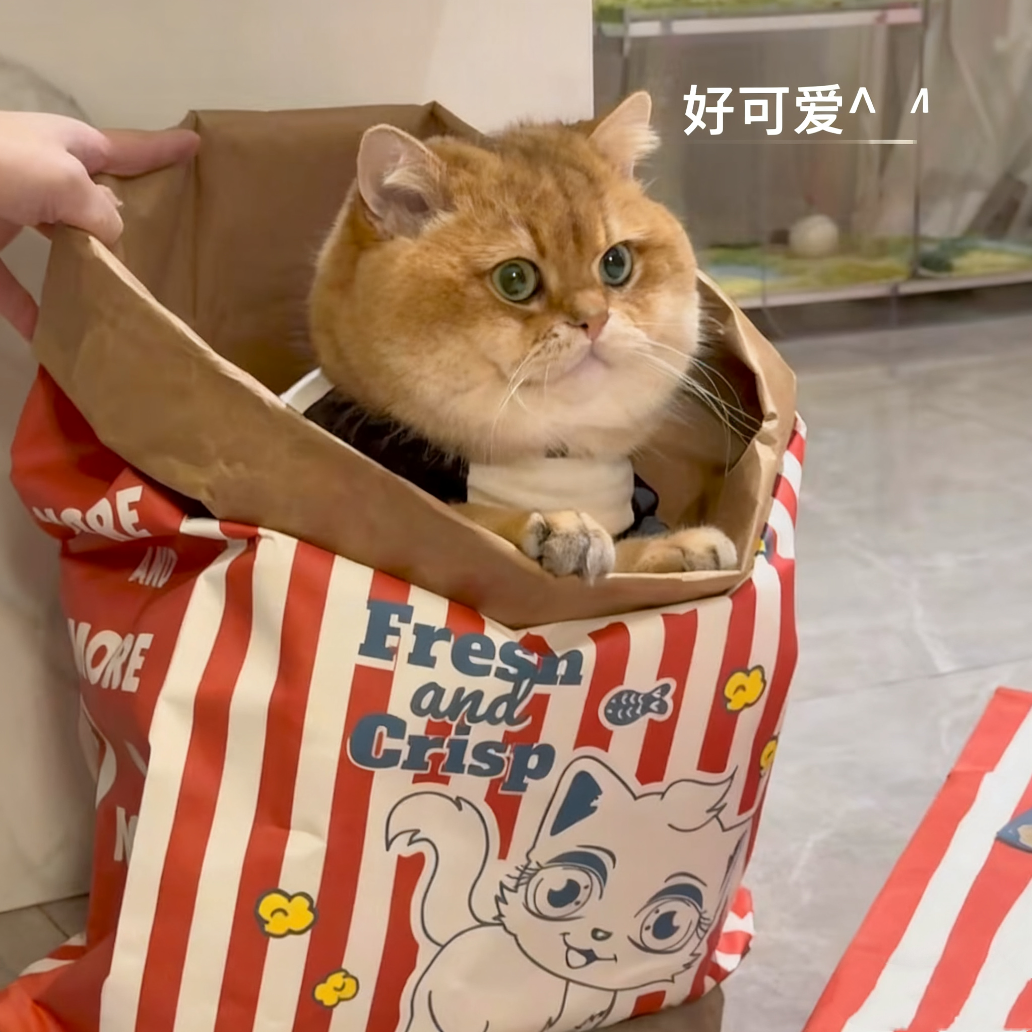 可爱猫咪牛皮纸袋益智减压逗猫捉迷藏袋四季用磨爪耐撕猫抓板玩具