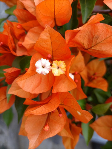 百花园三角梅【橙桑巴】原生扦插正版袋苗四季开花飘枝爬藤好养
