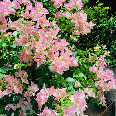 百花园三角梅【卡亚塔】原生扦插正版袋苗四季开花飘枝爬藤好养