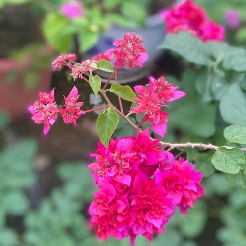 百花园三角梅【重瓣红】原生扦插正版袋苗四季开花飘枝爬藤好养