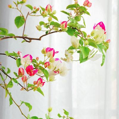 椰子冰三角梅勤花地栽盆栽