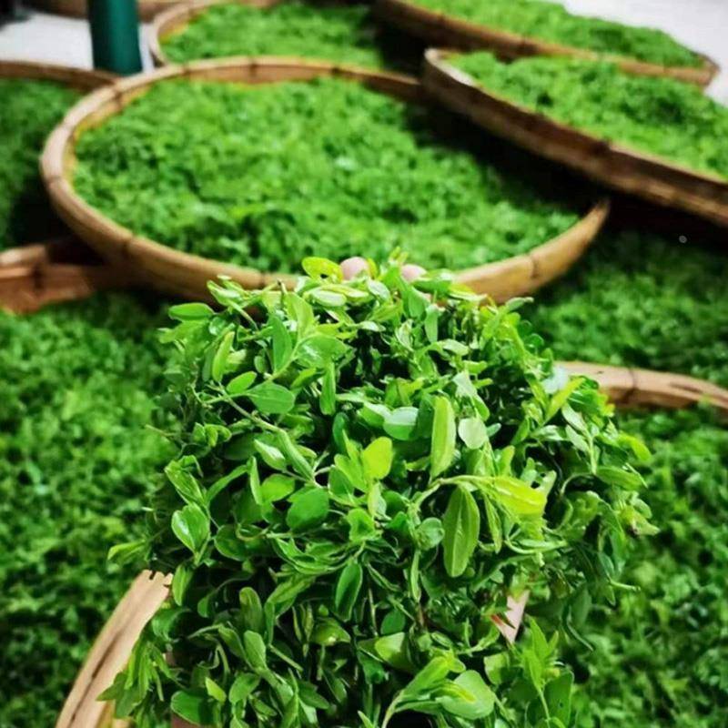 酸枣芽茶泰山酸枣叶嫩芽茶泡水睡眠山枣叶炒酸枣仁芽枣牙新茶
