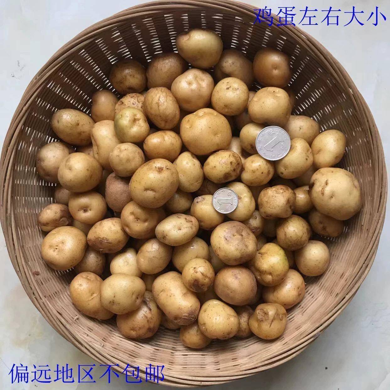 重庆巫溪高山农家自种新鲜迷你小洋芋鸡蛋大小土豆黄心马铃薯JQNR