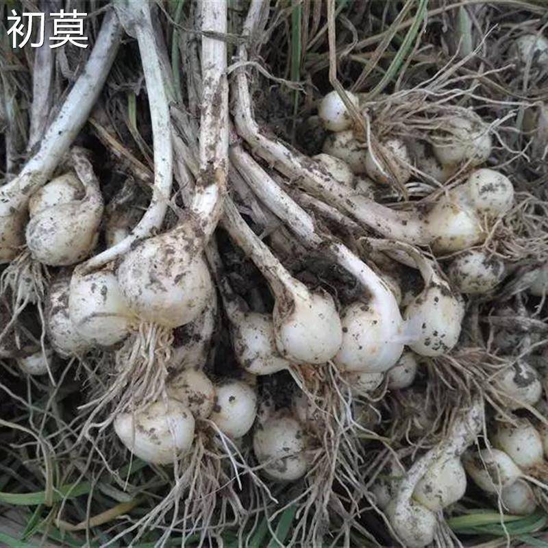 四川农家新鲜农家苦藠团葱小根葱野葱头苦茭小蒜藠头薤白(特大果)