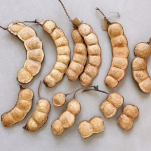 娃娃豆 云南大豆荚榼藤子平安豆diy豆荚娃娃材料家居挂饰盘玩摆件