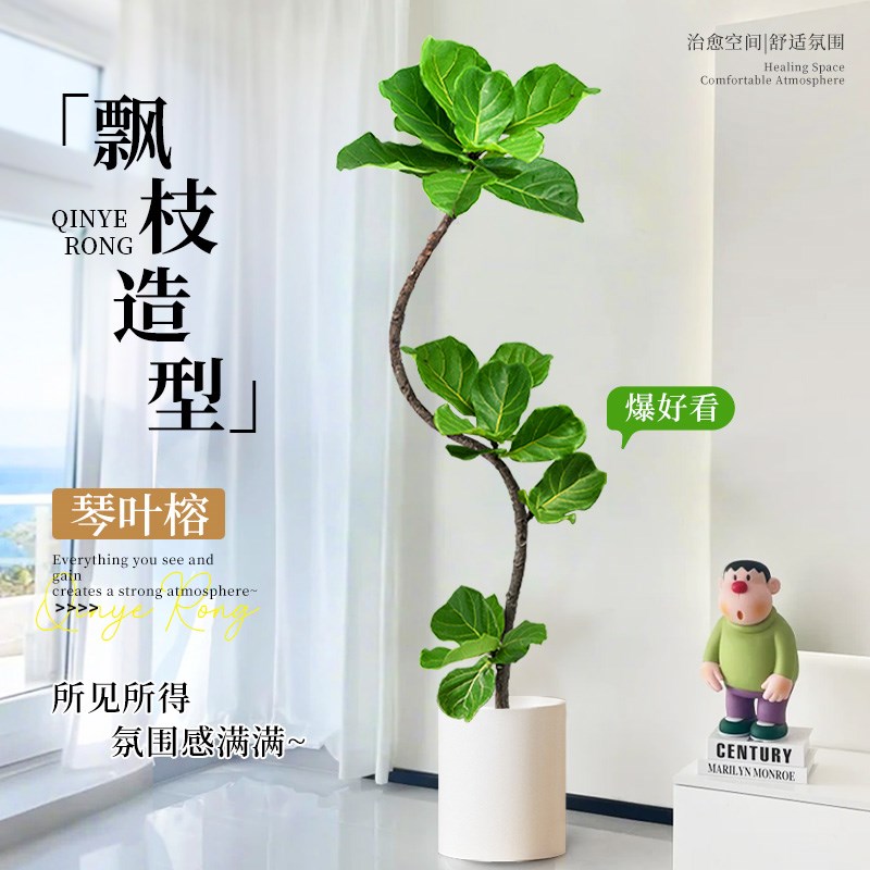 造型琴叶榕客厅j大型绿植老桩高级感室内盆栽植物大叶好养落地大