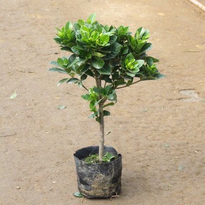 栀子花盆栽带花苞大花浓香四季开花苗观花植物庭院花卉盆栽花绿植
