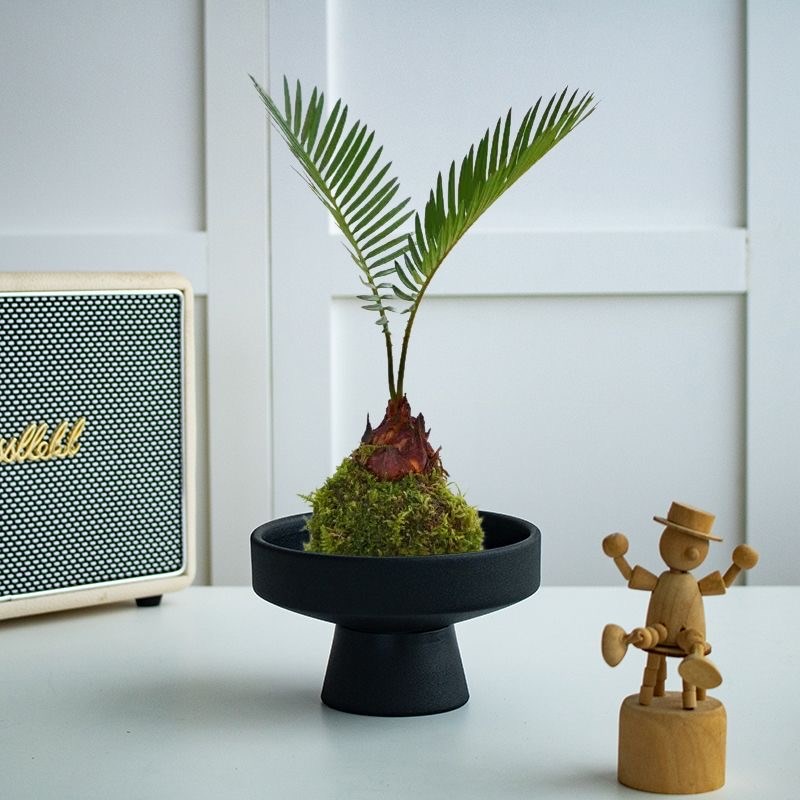 苏铁苔藓球小铁树桌面水培盆栽办公室懒人绿植室内茶桌文竹耐阴