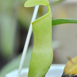 食虫植物 风铃交葫芦猪笼草 店铺新品 上市