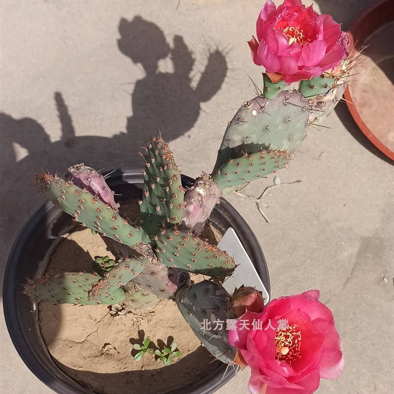 优选仙人掌 小丽塔 耐旱盆栽多肉植物 opuLntia 北方露天仙人.