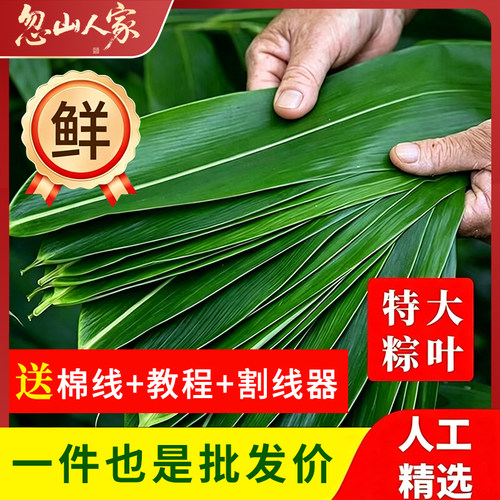 粽子叶湿粽叶新鲜大粽叶大号棕叶碱水蛋肉大粽子叶真空包装叶50片