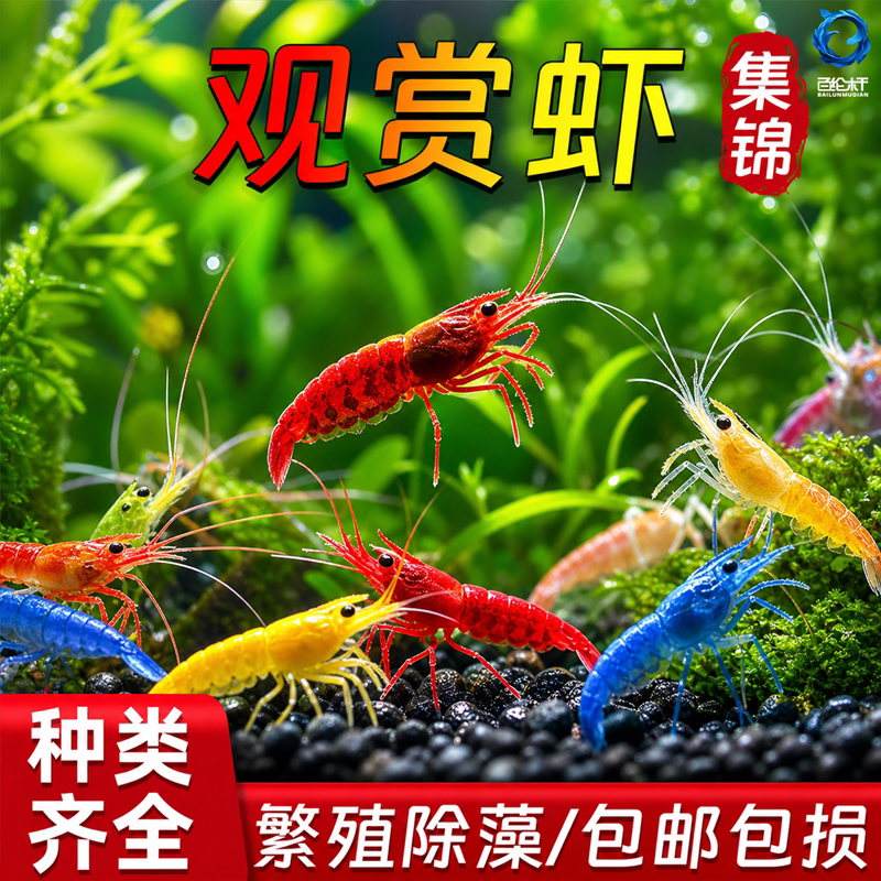 虾观赏鲜活观赏水晶虾好养耐活淡水冷水大号除藻樱花极火虾五彩虾图片