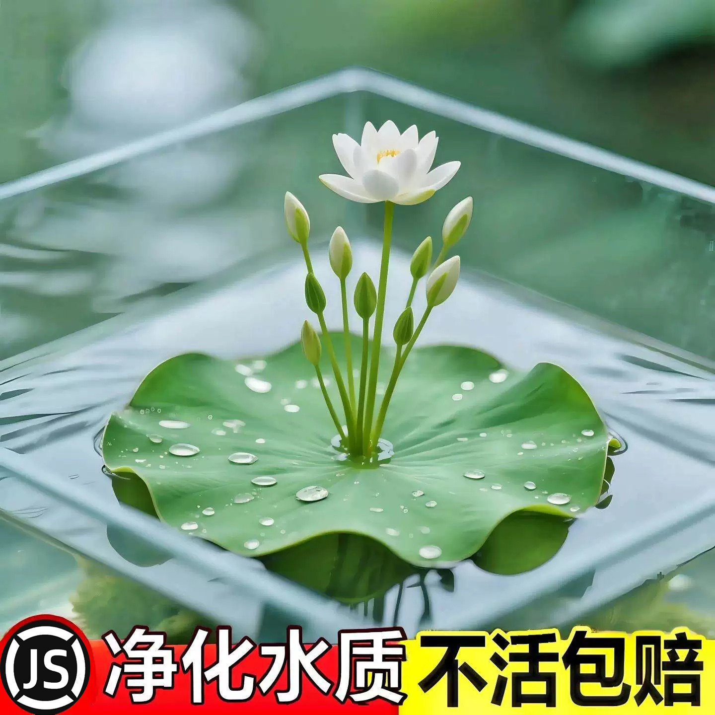 一叶莲水草水生水培植物活睡莲鱼缸造景浮萍养龟真草净化水质碗莲图片