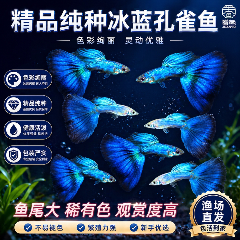 冰蓝孔雀鱼热带纯种观赏鱼小型淡水好养耐活斑马精品胎生凤尾小鱼