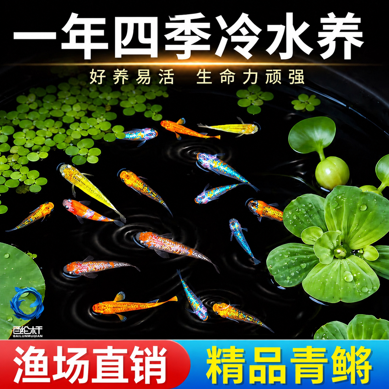 观背青鳉观赏鱼魔法鱼冷水鱼小型锦鲤金鱼淡水鱼不打氧好养活体鱼图片