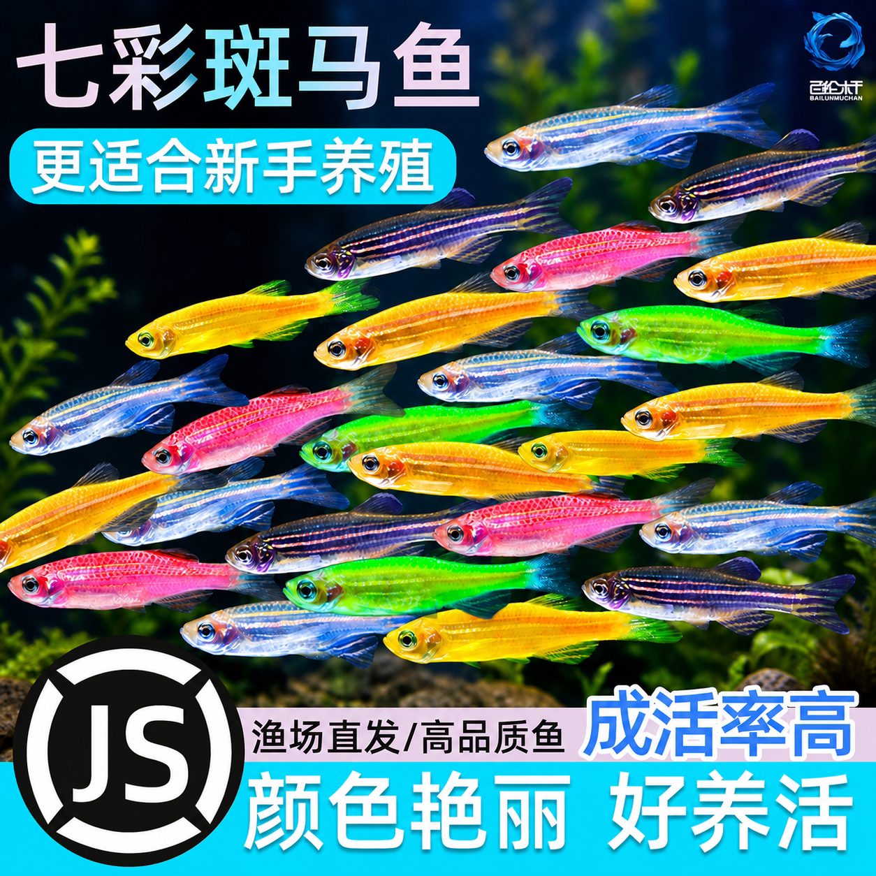 斑马鱼活体小型鱼苗观赏鱼耐活荧光冷水鱼好养淡水鱼热带鱼斑马鱼