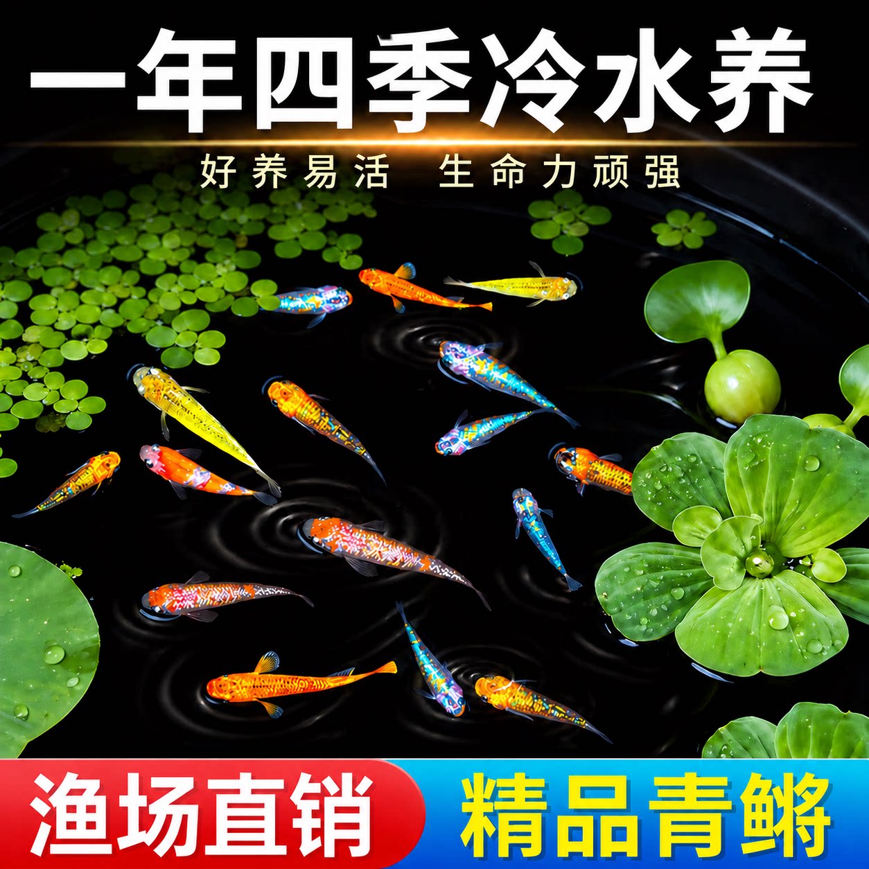 观背青鳉观赏鱼魔法鱼冷水鱼小型锦鲤金鱼淡水鱼不打氧好养活体鱼