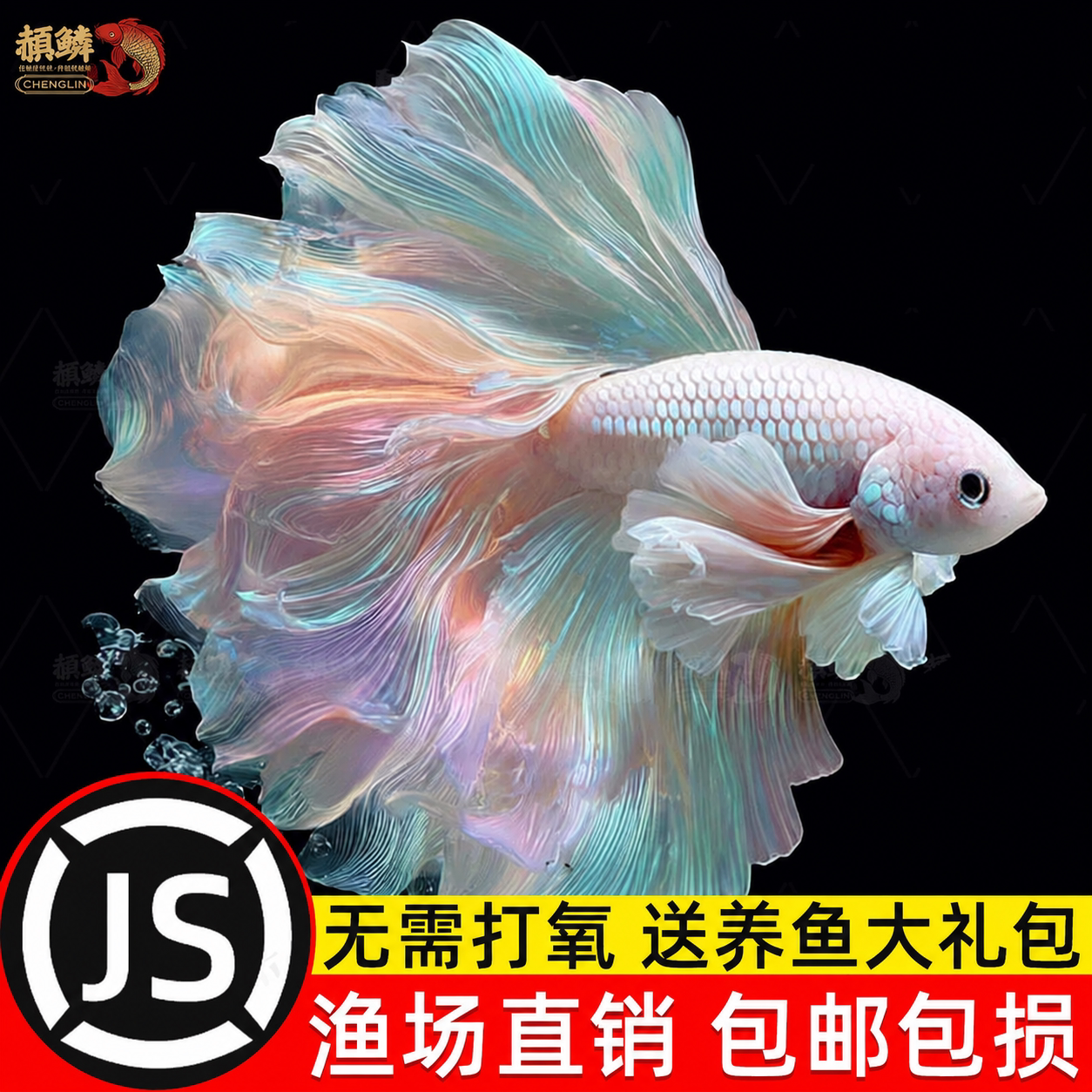 泰国斗鱼观赏鱼苗金鱼热带好养耐活体小型鱼缸淡水半月宠物婚纱鱼