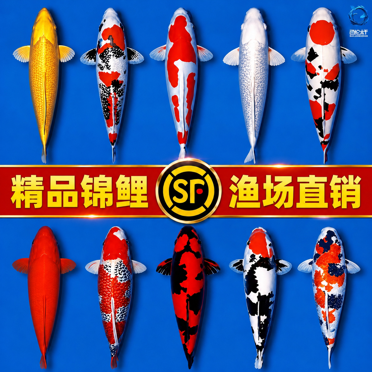 顺丰观赏鱼锦鲤鱼好养鱼活鱼冷水鱼懒人鱼淡水好养耐活草金新手鱼