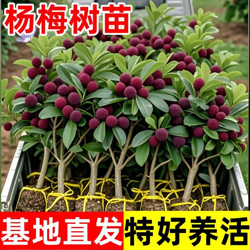 正宗东魁杨梅树苗嫁接黑炭早熟六月迟熟带叶带土发货精品当年结果