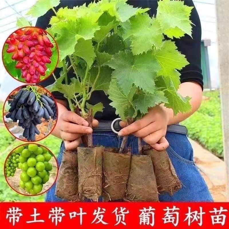 特惠阳光玫瑰巨峰葡萄树苗夏黑葡萄带土带叶北方盆栽地栽当年结果