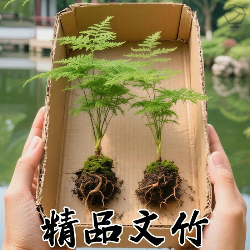文竹盆栽植物室内客厅中式禅意绿植盆景办公室摆件好养活高端花卉