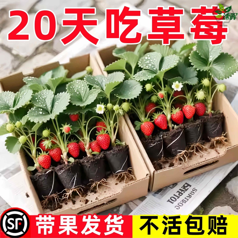 四季草莓苗秧奶油红颜草莓盆栽带花带果阳台种植带土新苗四季结果