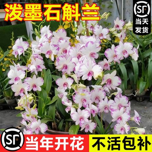 泼墨石斛兰花卉植物室内客厅阳台懒人花卉植物经典洋兰品种带花苞