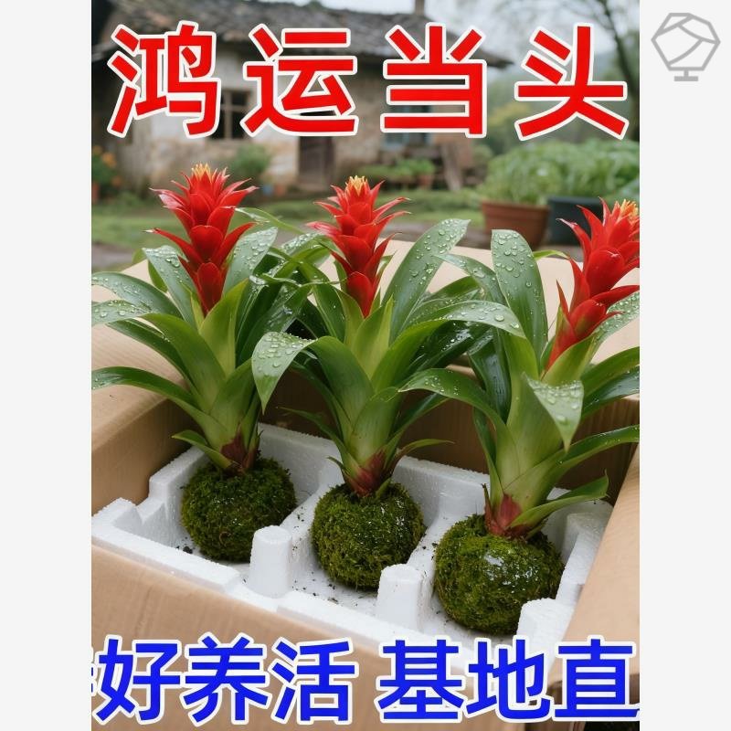鸿运当头盆栽带花小红星办公室好养花卉开红花易成活绿植红掌凤梨