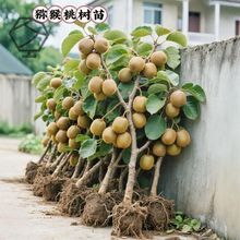 猕猴桃树果苗红心软枣猕猴桃苗徐香嫁接南北方种植庭院水果树果苗