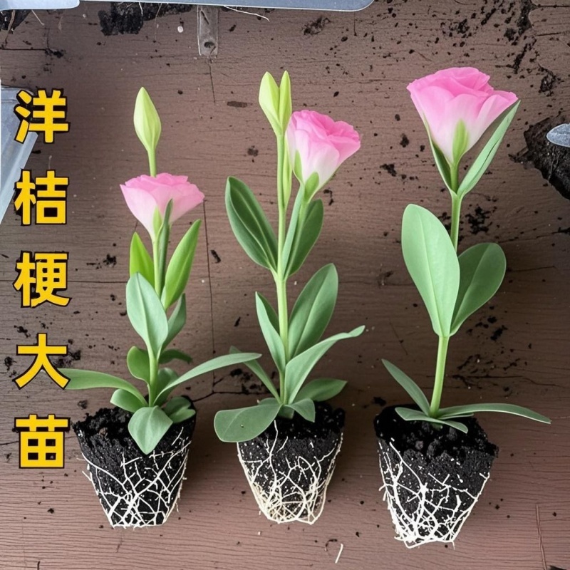 云南直发洋桔梗花苗小苗重瓣花四季阳台盆栽室内室外卉易活