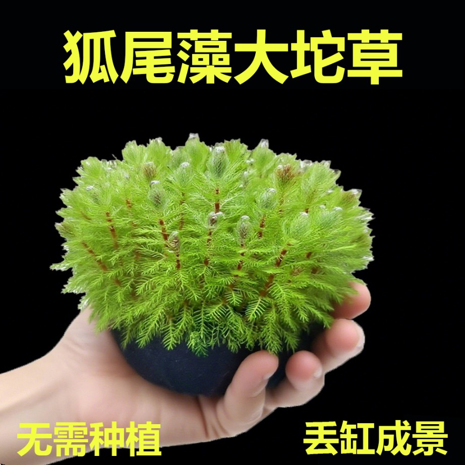 狐尾藻坨草水草鱼缸专用养鱼植物净化水质的阴性水草造景制氧生态