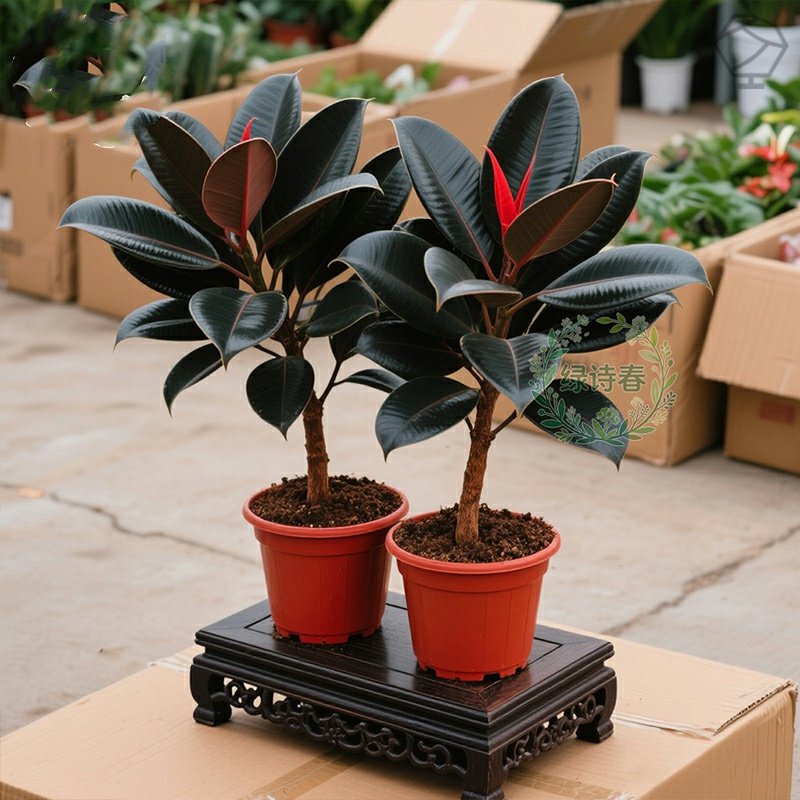 黑金刚橡皮树盆栽家庭室内客厅净化空气长青花卉绿色观叶花卉植物