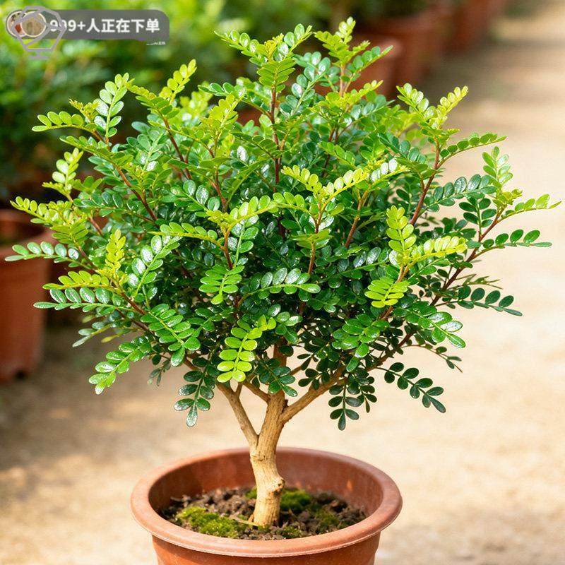 正宗清香胡椒木盆栽花卉室内外驱蚊草植物树苗老桩盆景九里香绿植,鲜花速递/花卉仿真/绿植园艺,造型盆景,淘宝优惠券,粉丝福利购,淘宝优惠卷