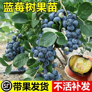 蓝莓树果苗盆栽特大号蓝莓苗带果发货南北方盆栽地栽种植当年结果