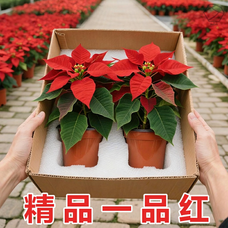 一品红盆栽室内花卉绿植客厅桌面耐阴鲜花植物四季好养吉利红盆景