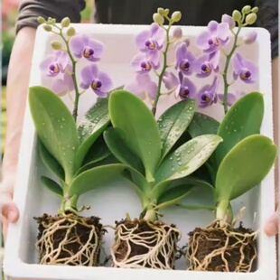 蝴蝶兰花苗带花剑带花苞盆栽兰花大苗四季 好养活客厅室内植物花卉