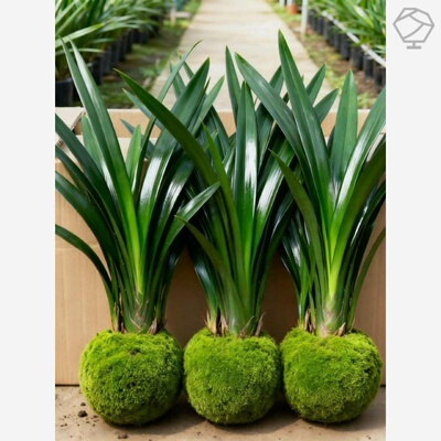 墨兰兰花苗精品花卉盆栽室内阳台浓香绿植物四季耐寒好养金边企黑